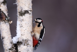 Woodpecker, Dominic Reddin, Mountmellick Camera Club
