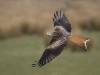 Red Kite, Noel Marry, Mid Louth Camera Club