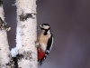 Woodpecker, Dominic Reddin, Mountmellick Camera Club