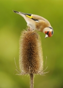 Goldfinch Feeding on Thistle, Michael Murphy, Cork Camera Club
