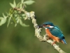 Female Kingfisher, Noel Marry, Mid Louth Camera Club