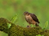 Female Sparrow Hawk Feeding, Charlie Galloway, Waterford Camera Club