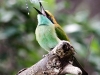 Green Bee-eater and Dragonfly Prey, Kieran Felan, Celbridge Camera Club