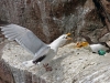 Herring Gull Feeding, David Barrie, Kilkenny Photographic Society