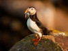 Puffin with Sand Eels, Denis Whelehan, Dundalk Photographic Society
