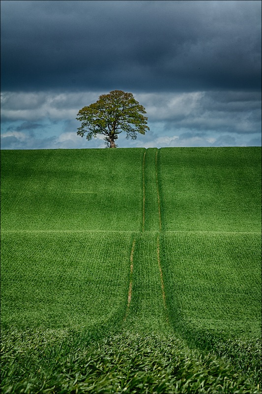 Lone Tree Hill, Eddie Doherty, Drogheda Photographic Club