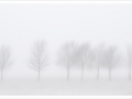 Trees in Mist, Charlie O’Neill, Irish Photographic Federation