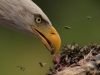 Bald Eagle Feeding - Des Connors
