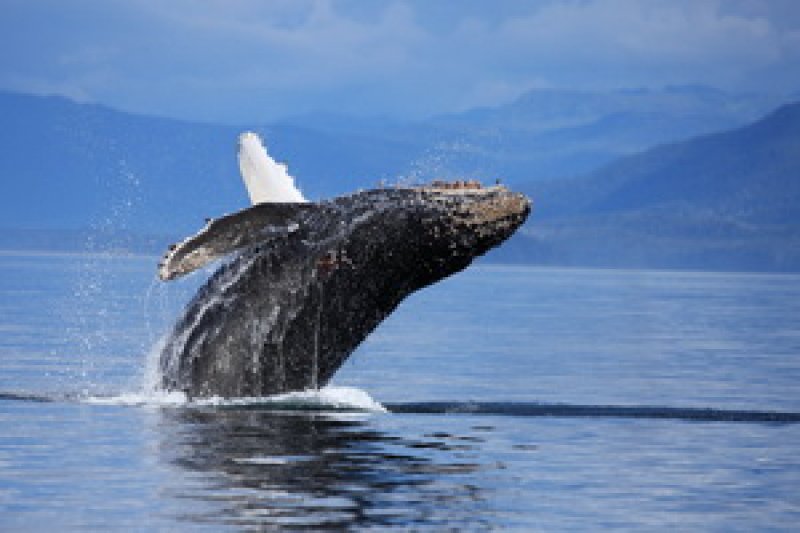 humpback-whale-breaching-animalbehavioursection
