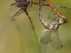 common-darter-mating-dsc_7957-a