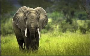 Savannah Elephant