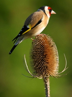 goldfinch-on-teasel-padraig-kavanagh