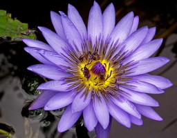 purple-flower-d-keely