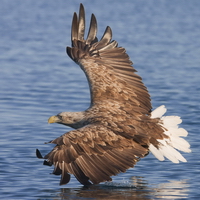 white-tailed-sea-eagle-splash-aidan-finn