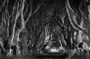 1-dark-hedges-tom-quilty-waterford