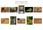 Jackie Campbell LIPF, Dublin Camera Club & Offshoot Photography Society