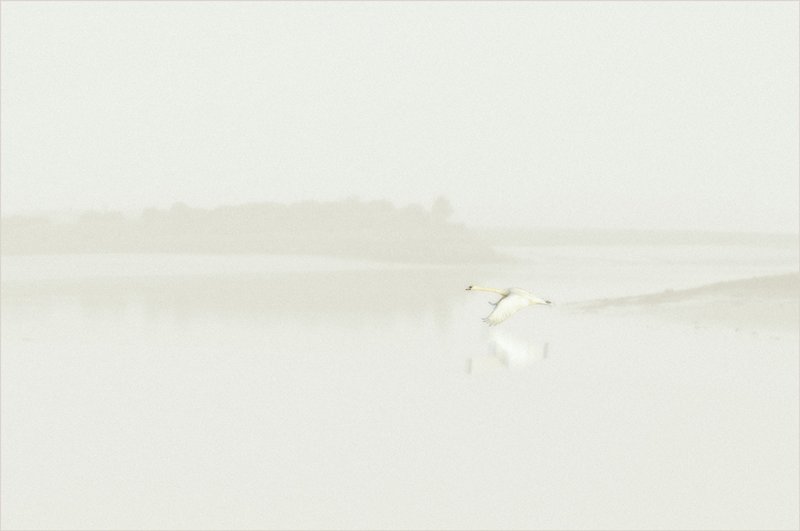 Colour-Bronze-Brian-Hopper-Dundalk-Photographic-Society-Swan-on-the-River