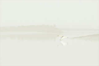 Colour-Bronze-Brian-Hopper-Dundalk-Photographic-Society-Swan-on-the-River