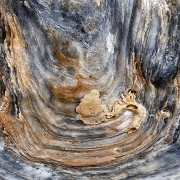 oyster-shell-2