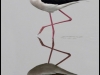 black-winged-stilt