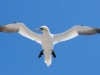 gannet-in-flight