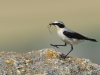 wheatear-with-spider