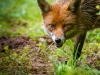 cunning-fox