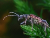 longhorn-beetle