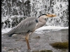 heron-with-fish-gold