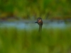 black-necked-grebe