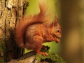 Mario Mac Rory - Secret Squirrel - Waterford Camera Club - Print Open - Intermediate Honourable Mention.jpg