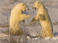 Charlie Galloway - Polar Bear Seconds Away Round 1 - Waterford Camera Club - Print Theme - Advanced First.jpg