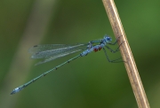 Bill Power - Paracites on a Damselfly - Mallow Camera Club - Projected Natural World - Advanced Silver.jpg