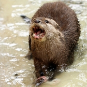 Suzanne McMahon - Otter - Palmerstown Camera Club - Projected Natural World - Intermediate Honourable Mention.jpg