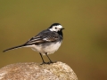 Gilbert Smyth - Pied Wagtail - Carlow Photographic Society - Projected Natural World - Intermediate Silver.jpg