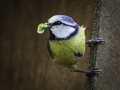 Suzanne Merrigan - Grubs Up Blue Tit - Fermoy Camera Club - Projected Natural World - Intermediate Honourable Mention.jpg