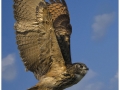 Teresa Kavanagh - Eagle owl - Palmerstown Camera Club - Projected Natural World - Advanced Bronze.jpg