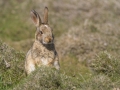 Terry Conroy - Bunny - Portlaoise Camera Club - Projected Natural World - Advanced Honourable Mention.jpg