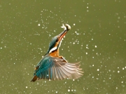 Charlie Galloway - Kingfisher with catch - Waterford Camera Club - Projected Open - Advanced Silver.jpg