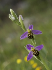 Mary Kinsella - Bee Orchid - Carrick Camera Club - Projected Open - Intermediate Honourable Mention.jpg