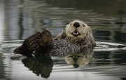 Patty Connor - Sea Otter - Waterford Camera Club - Projected Open - Intermediate Bronze.jpg