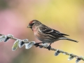 Charlie Lee - redpoll - Clonakilty Camera Club - Projected Open - Advanced Gold.jpg