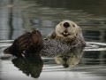 Patty Connor - Sea Otter - Waterford Camera Club - Projected Open - Intermediate Bronze.jpg