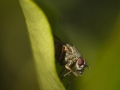 Suzanne McMahon - The Fly - Palmerstown Camera Club - Projected Theme - Intermediate Honourable Mention.jpg