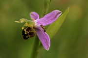 0573 Helen McQuillan Shannon CC - Bee Orchid With Ant HM - Advanced