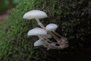 0584 Patrick Power Carrick CC - Porcelain Tree Fungus GOLD - Non Advanced