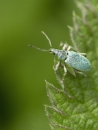0731 Heather Rice Mountrath CC.- Nettle Weevil GOLD - Non Advanced