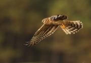 Advanced - Gold - Neil O'Reilly - Montagus Harrier - Tallaght Photographic Society