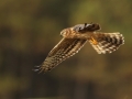 Advanced - Gold - Neil O'Reilly - Montagus Harrier - Tallaght Photographic Society