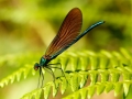 Non Advanced - Gold - Michael Grant - Demoiselle Agrion - Mountmellick Photographic Society